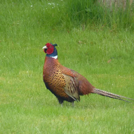 Birkely Отель типа 