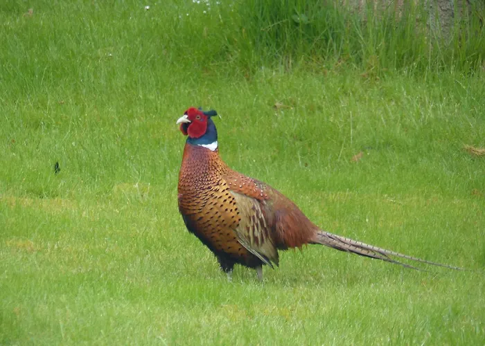 Birkely Bed & Breakfast *